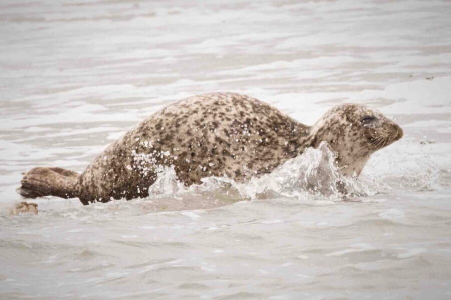 Amsterdam: Seal Safari at Waddensea UNESCO Site - Who Should Consider This Tour?