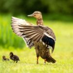 Amsterdam: The Secrets of Vondelpark - Who Should Book This Tour?