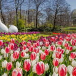 Amsterdam: Tulip Farm Visit, Keukenhof, and Windmill Cruise - Transportation & Practicalities