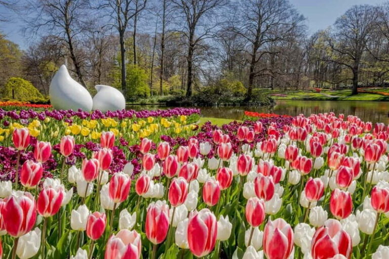 Amsterdam: Tulip Farm Visit, Keukenhof, and Windmill Cruise - Transportation & Practicalities