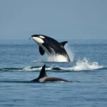 Anacortes: Full Day Whale/Wildlife Tour; Friday Harbor Stop - Good To Know