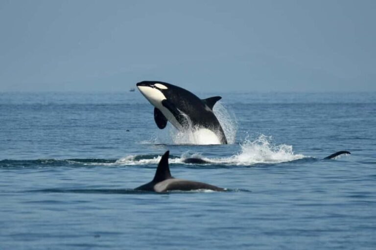 Anacortes: Full Day Whale/Wildlife Tour; Friday Harbor Stop - Good To Know