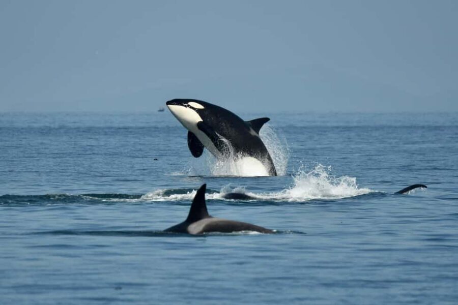 Anacortes: Full Day Whale/Wildlife Tour; Friday Harbor Stop - Good To Know