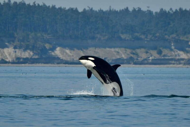 Anacortes: Whale Watching Adventure Tour Near Seattle - Practical Details & Logistics