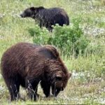 Anchorage: Bears, Beers, and Glacier Tour - What Reviewers Say