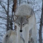 Anchorage: Turnagain Arm Scenic Winter Tour with a Guide - What to Bring and What to Know