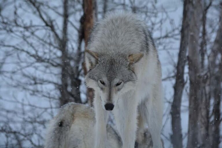 Anchorage: Turnagain Arm Scenic Winter Tour with a Guide - What to Bring and What to Know