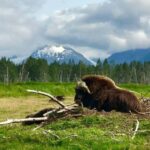 Anchorage: Wildlife, Glacier, and Wine Tasting Tour - What Makes This Tour Stand Out?
