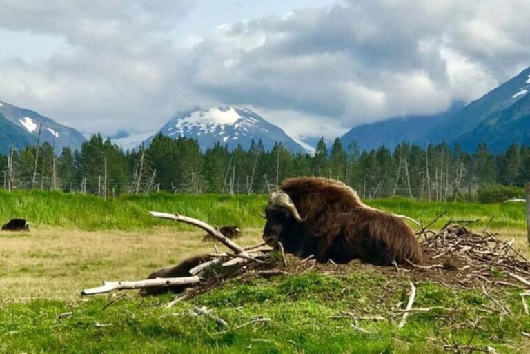 Anchorage: Wildlife, Glacier, and Wine Tasting Tour - What Makes This Tour Stand Out?
