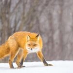 Anchorage Winter Wonderland Photo Tour - The Experience: What Travelers Have Said