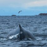 Andenes: Whale Watching/Puffin RIB Boat Tour from Bleik - The Practicalities: What Travelers Need to Know