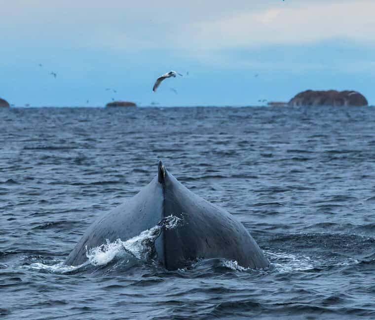 Andenes: Whale Watching/Puffin RIB Boat Tour from Bleik - The Practicalities: What Travelers Need to Know