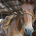 Animas colomitos snorkeling all inclusive - Beach 1: Los Arcos de Mismaloya