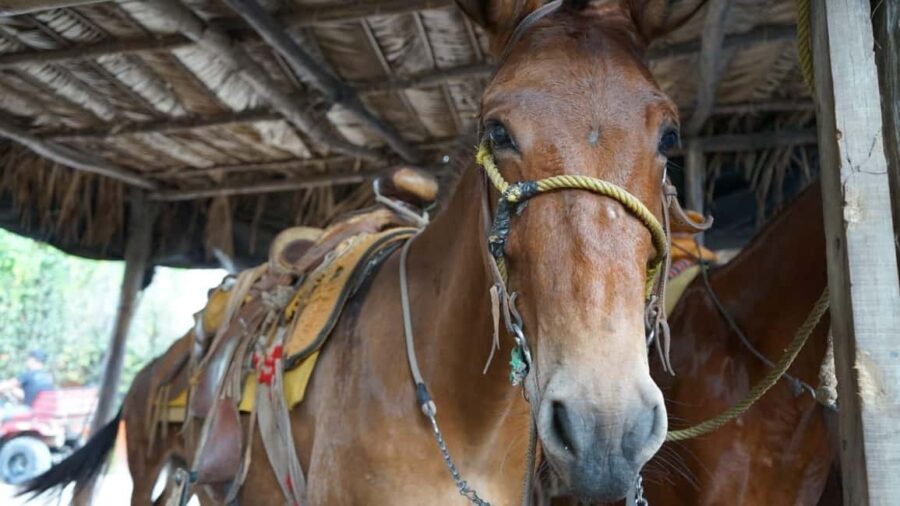 Animas colomitos snorkeling all inclusive - Beach 1: Los Arcos de Mismaloya