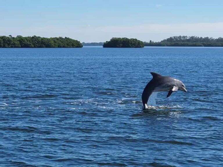 Anna Maria Island: Dolphin Cruise - Why This Tour Is Worth Considering