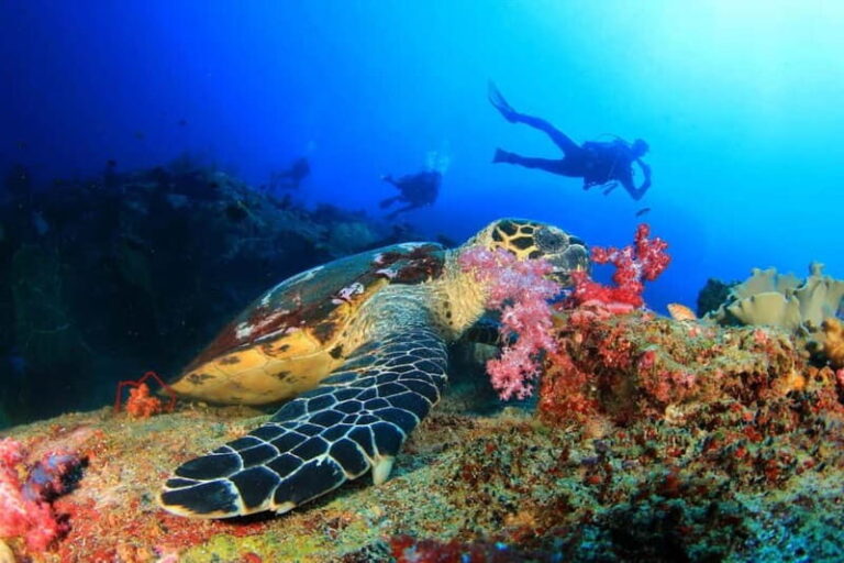 Antalya/Kemer: Scuba Diving Experience with 2 Dives & Lunch - Practical Details and Tips for Your Trip