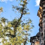 ARCHITECTURAL TOUR in Coyoacán - small groups - Authentic Experience and Insights from Reviews