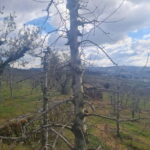 Armamar: Apple Orchard Tour with Lunch and Tastings - Who Is This Tour Best For?