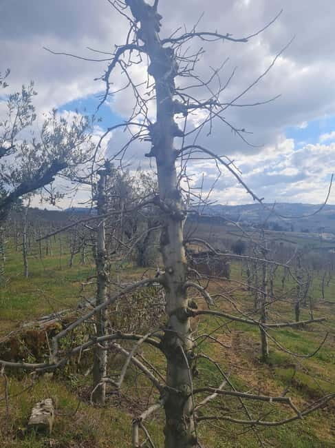 Armamar: Apple Orchard Tour with Lunch and Tastings - Who Is This Tour Best For?