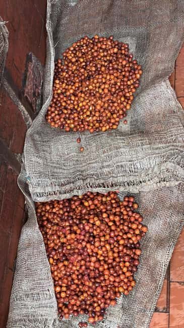 Armenia, Quindío: Traditional coffee farm tour with roasting and transportation - Practical Tips