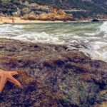 Arrábida Jeep Tour  Incredible Market & Hidden Gems - Practical Details and What to Expect