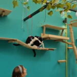 Athens: Cat Cafe Visit with Drink and Sweet - Who Will Love This Experience?