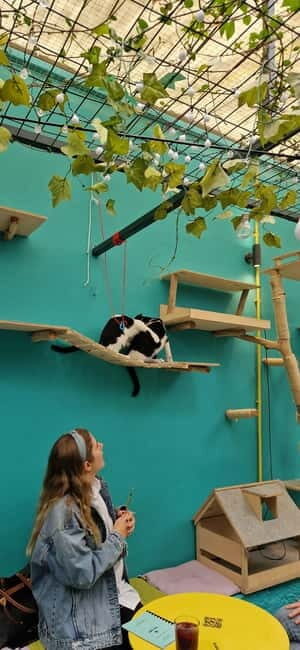 Athens: Cat Cafe Visit with Drink and Sweet - Who Will Love This Experience?