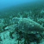 Athens: Snorkeling Riviera Adventure - Price and Value