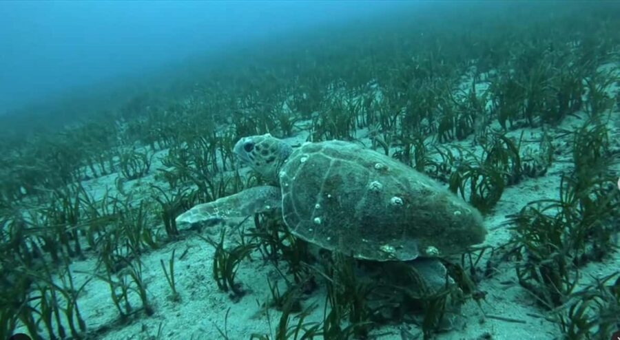 Athens: Snorkeling Riviera Adventure - Price and Value