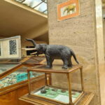 Audio Guide for Museum Paleontology and Historical Geology - A Closer Look at the Experience