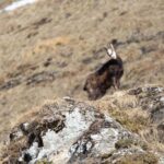 Autumn Colors Hike - Day trip - Group outing - The Experience of Autumn in Chamonix