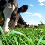 Azores: Day at the Farm with Traditional Lunch - The Value of the Experience