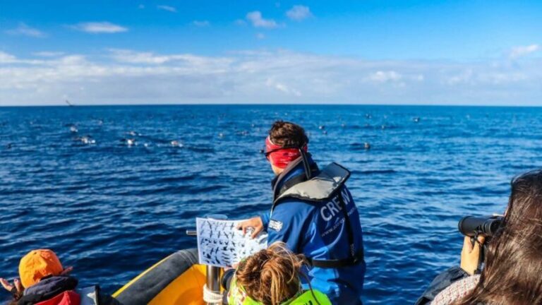 Azores Marine Birdwatching Expedition w/ Biologist Guide - What the Experience Offers