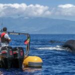 Azores: Whale Watching & Islet Boat Tour w/ Marine Biologist - What to Expect from the Tour