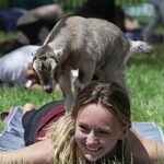 Baby Goat Cuddling and Wine Tour - Booking and Practicalities