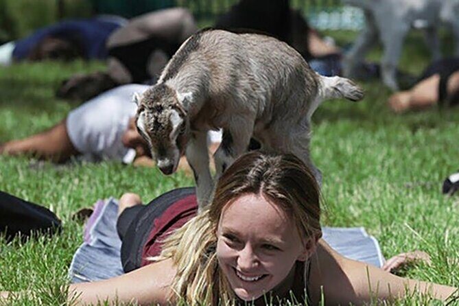 Baby Goat Cuddling and Wine Tour - Booking and Practicalities