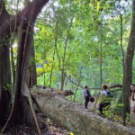 Bacalar: Calakmul Ruins Day Trip with a Stop In The Jungle - Journey from Bacalar: Comfort and Convenience