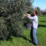 Baglio Florio Adamo: Oil Tasting - What Makes This Tour Stand Out?