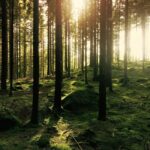 Bainbridge Island Discovery and Whiskey Tour - A Deep Dive into the Bainbridge Island Experience