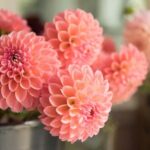 Bainbridge Island Discovery and Wine Tour - Authentic Experiences and Local Insights