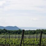 Balaton: Vineyard Tour and Wine Tasting with Zelna - Practical Details & Value