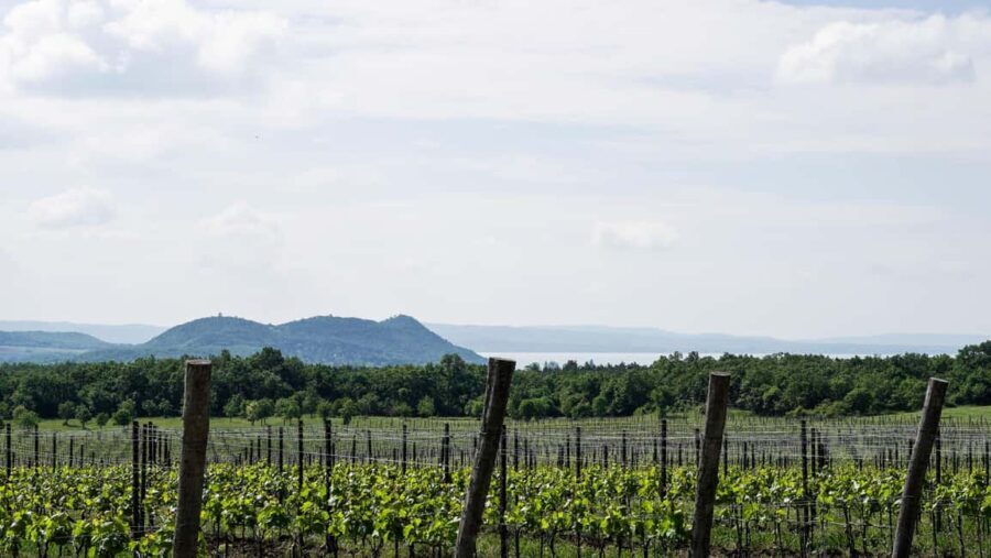 Balaton: Vineyard Tour and Wine Tasting with Zelna - Practical Details & Value