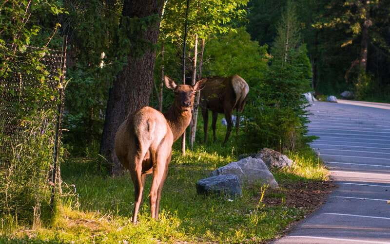 Banff/Canmore/Calgary: Moraine Lake and Lake Louise Guided - Itinerary Breakdown: What You Can Expect