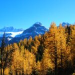 Banff/Canmore: Larch Valley & Moraine Lake - Final Thoughts: Why This Tour Is Worth Considering