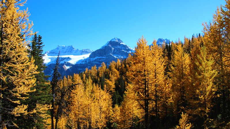 Banff/Canmore: Larch Valley & Moraine Lake - Final Thoughts: Why This Tour Is Worth Considering