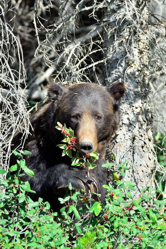Banff: Guided Nature Walk with Bear Country Safety Tips - Why This Tour Is Worth Considering