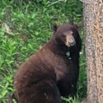 Banff Mountain Adventure with Hiking and Canoeing Options - Final Thoughts