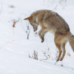 Banff: Winter Wilderness Walk with Wildlife Tracking - 2hrs - What to Expect on the Wilderness Walk