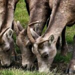 Banff, Yoho, Kootenay and Jasper Private National Parks Tour - An In-Depth Look at the Private Rockies Adventure