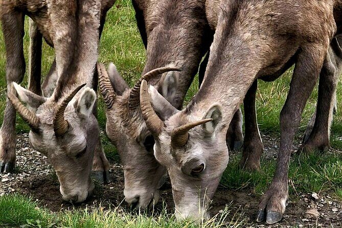 Banff, Yoho, Kootenay and Jasper Private National Parks Tour - An In-Depth Look at the Private Rockies Adventure